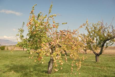 苹果树.果树生长在苹果园里.夏天或秋天的苹果.收获季节.园艺和农业.